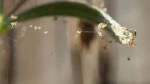 Image result for free spider mite webs on aloe stock photos