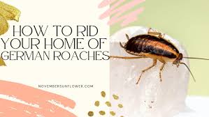ridding your home of german roaches