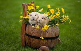 guinea pigs wallpapers wallpaper cave