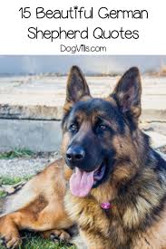 See more ideas about german shepherd quotes, german shepherd, german shepherd dogs. 15 Beautiful German Shepherd Quotes Dogvills