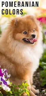 Pomeranian Colors We Show You The Wide Variety
