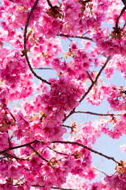 sakura flowers pink branches macro