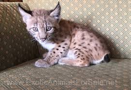 Highland and desert lynx kittens they are polydactyl and bobtailed and a few have curled ears. Lynx As A Pet Petfinder