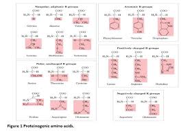 amino acid derivatives biochemistry