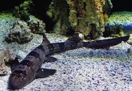 One professional might say 150 gallons while another professional might say 180 gallons. Marbled Bamboo Cat Shark Chiloscyllium Punctatum Home Aquarium Cat Shark Shark St Louis Zoo