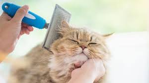 Pet grooming mobile pet grooming. 13 Secrets Of Pet Groomers Mental Floss