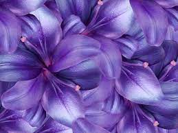 Лилия фиолетовая