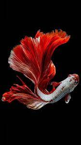 koi fish for iphone hd wallpapers pxfuel