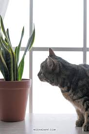 Are Snake Plants Toxic To Cats Here S