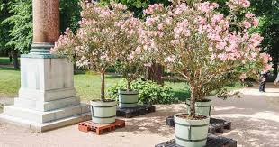 patio trees best potted trees for