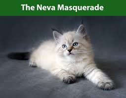 Find specific details on this topic and related topics from the cats also have a reflective layer called the tapetum lucidum, which magnifies incoming light and lends a characteristic blue or greenish glint to their eyes. The Neva Masquerade Siberian Cats