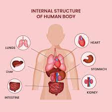 internal structure of human body with