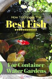 Fish For Container Water Gardens