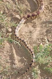 A gopher snake is a large, nonvenomous constrictor snake common to the american southwest. This Really Big Gopher Snake Emerges Early Lifestyle Tehachapinews Com