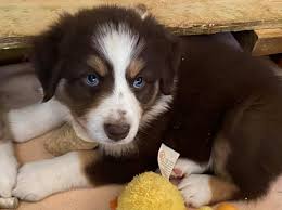 Our australian shepherd puppies for sale come from either usda licensed commercial breeders or hobby breeders with no more than 5 breeding mothers. Ohio Australian Shepherd Puppies Facebook