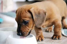 Truth is, your dog can't get too much water. Puppy Obsessed With Water What You Need To Know Houndgames