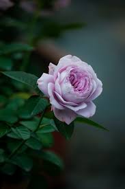pink rose in the garden free stock photo