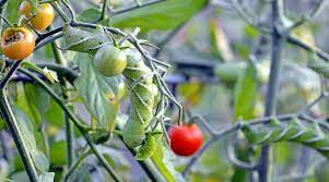 21 tomato pests how to identify and
