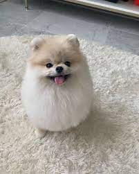 toy pom dogs puppies in
