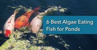 6 best algae eating fish for ponds