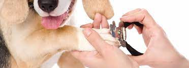 dog grooming and nail t