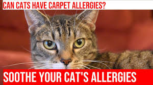 allergy reactions to carpet or rugs