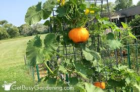 How To Grow Squash Vertically Ultimate