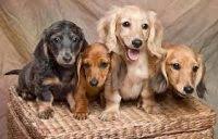 However, their historic hunting heritage gives them a tenacity unsuitable for first time dapple dachshund puppies come in two different sizes: Dachshund Puppies For Sale In Wisconsin Dachshund Breeders And Information
