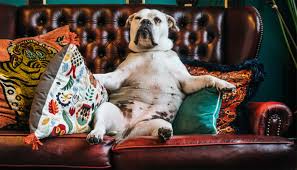 8 best dog couch covers in 2021 dog nerdz