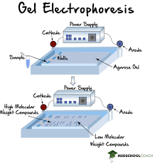 gel electropsis page sds page