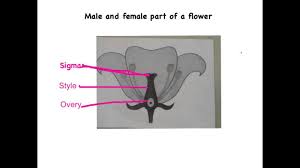 Parts of a flower, importance, example, solved questions. Male And Female Parts Of A Flower Youtube