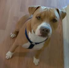 Especially with my work in rescue, i have come into contact with a lot of staffies.i quickly came to the conclusion. 18 Month Old Male American Staffordshire Terrier Mix Dog For Adoption San Antonio Tx Healthy Shots