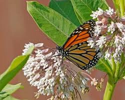 of milkweed to support monarch erflies