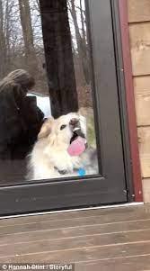 Dog Can T Stop Licking Glass Door Panel
