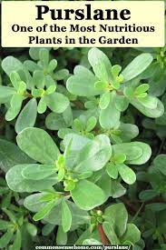While purslane is very common, some other plants look similar to it. Purslane One Of The Most Nutritious Plants In The Garden