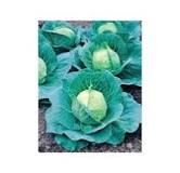 The Best Cabbage Seeds (Review) in 2023 - Garden Gate