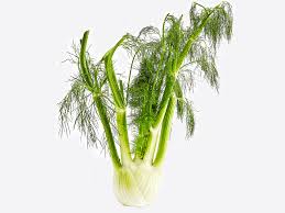 fennel fronds are delicious stop