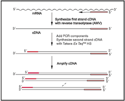 Prepare master mix for 1st strand cdna (always on ice) 5. Cdna Synthesis Kits
