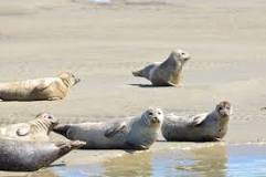 Comment observer les phoques en baie de Somme - Rando Nature ...
