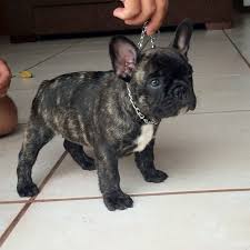 Standard coat colors for frenchies are brindle, cream, and fawn. Brindle French Bulldog Puppy Brindle French Bulldog French Bulldog Dog Bulldog Puppies