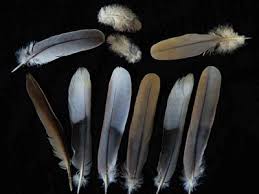 Bird Feather Identification Guide Waking Up Wild Waking