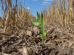 Cover Crops And Cafos An Analysis Of 2016 Eqip Spending