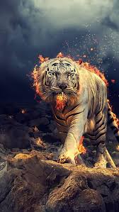 hd white tiger wallpapers peakpx