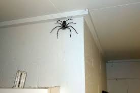 Giant Spider Spotted On Wall So Big
