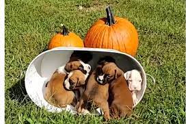 Please contact the breeders below to find boxer puppies for sale in georgia i am a very small occasional breeder based out of my home an hour north of atlanta georgia. Georgia Boxer Puppies Home Facebook