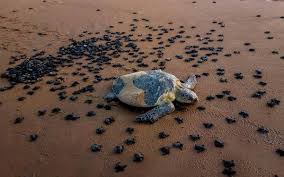 These sea turtles can be spotted nesting in large gatherings called arribadas. Olive Ridley Turtles Come Back To Nest On Odisha S Beaches The Hindu