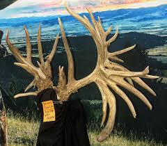 Brewster Buck Gets Even Bigger 327 7 8 Inches