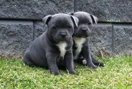 Contrary to its tough appearance, the stafford is a gentle, loyal, and highly affectionate dog breed. Beautiful Kc Registered Blue Staffordshire Bull Terrier Pups For Sale For Sale Pets Livestock Dogs Puppies Puppies Litters Loot