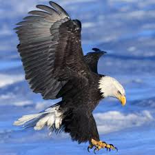 The eagles are the largest members of the birds of prey in north america. Bald Eagle Facts
