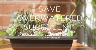 overwatered succulents causes remes